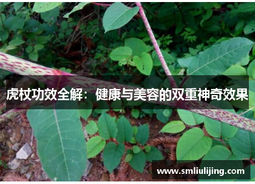 虎杖功效全解:健康与美容的双重神奇效果